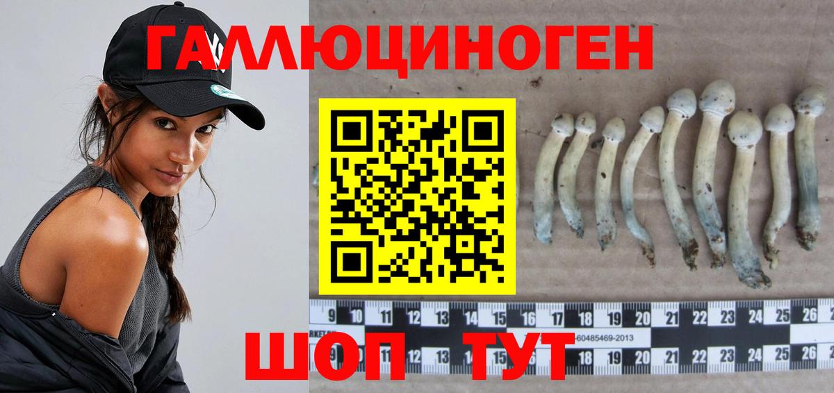 Галлюциногенные грибы Psilocybine cubensis Гулькевичи